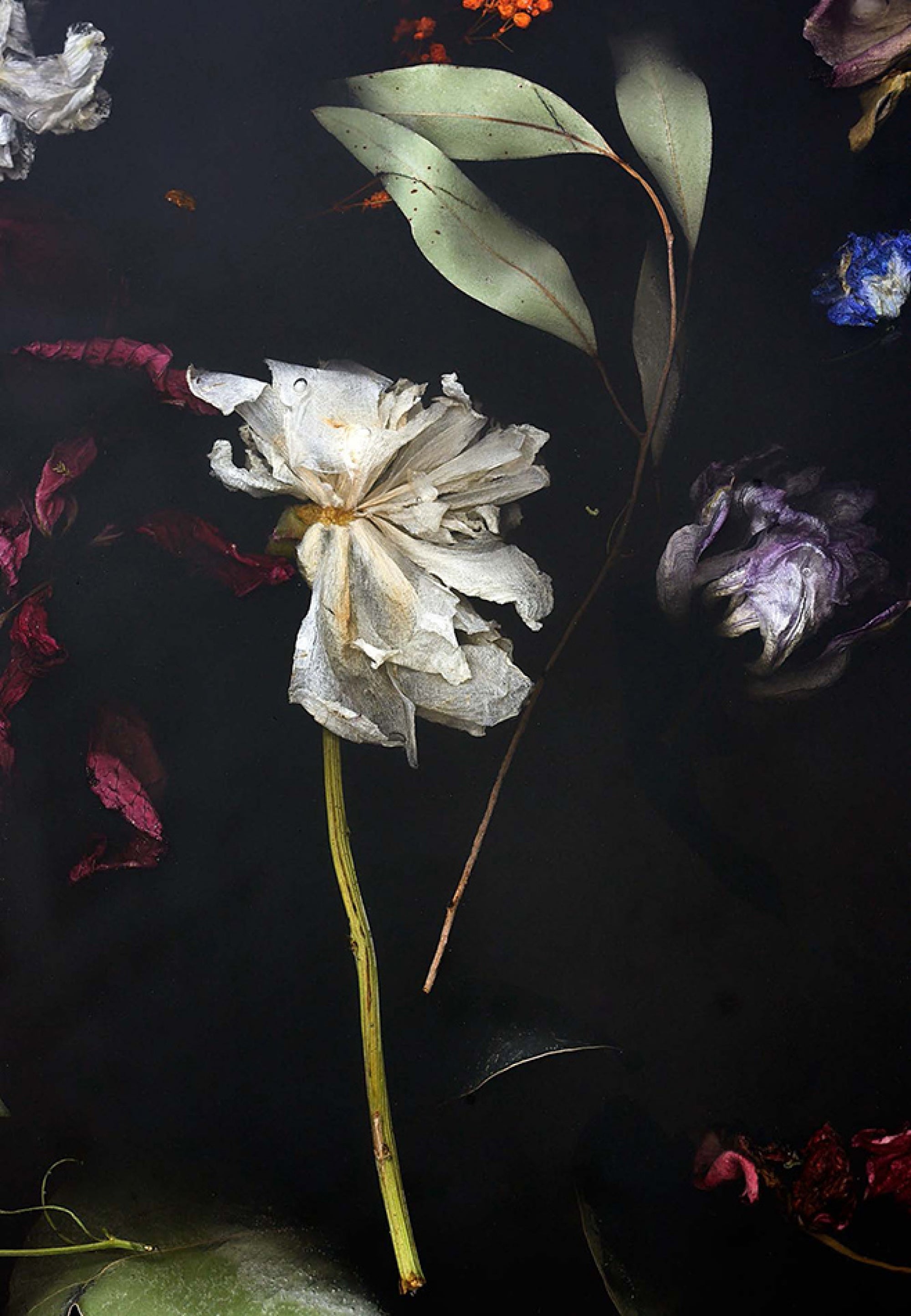 Flora Table 274